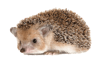 hedgehog